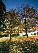 1345 Chatsworth Maples Chris Gilbert, Ravenseye Gallery, Peak District, Photographs, Courses